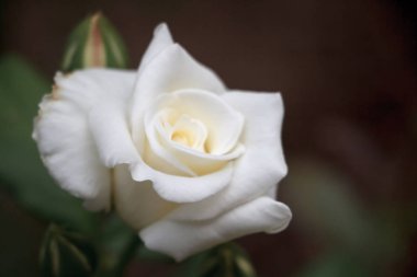 Yakın çekim beyaz kremsi çiçeklenme yeşil bahçe, seçici odak bulanık bir arka plan üzerinde gül