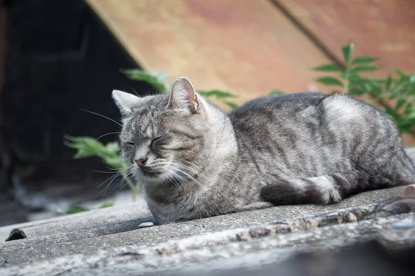 Közeli imádnivaló Gyorsírás csíkos szürke macska, zöld szeme egy szürke pala tető — Stock Fotó