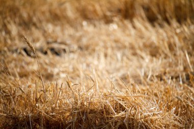 Bir buğday tarlası bulanık sakız bir arka plana karşı tek buğday kulakları yakın çekim