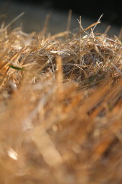 Bir buğday tarlası bulanık sakız bir arka plana karşı tek buğday kulakları yakın çekim