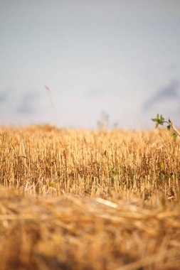 Mavi gökyüzü, seçici odak karşı çim öğütülmüş buğday alanı altın bir sakalı