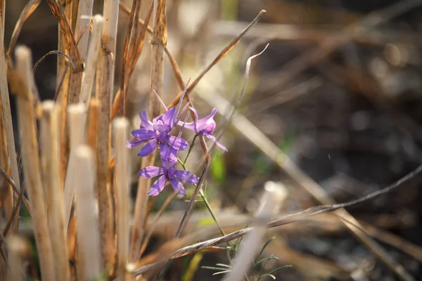 Close-up van één fragiele paarse bloem tegen een achtergrond van vage stoppels van een tarwe veld — Stockfoto