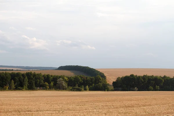 Landschaft mit mehreren abfallenden Weizenfeldern in den Hügeln, grünen Bäumen zwischen Stoppeln — Stockfoto