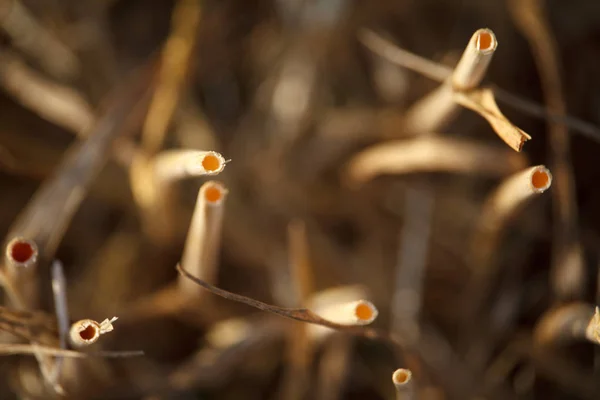 Närbild av stubben av en mejade vete fält av vete, rader av öron på ett mejade fält — Stockfoto