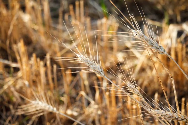 Крупный план одиноких колосьев пшеницы на фоне размытой щетины с пшеничного поля — стоковое фото