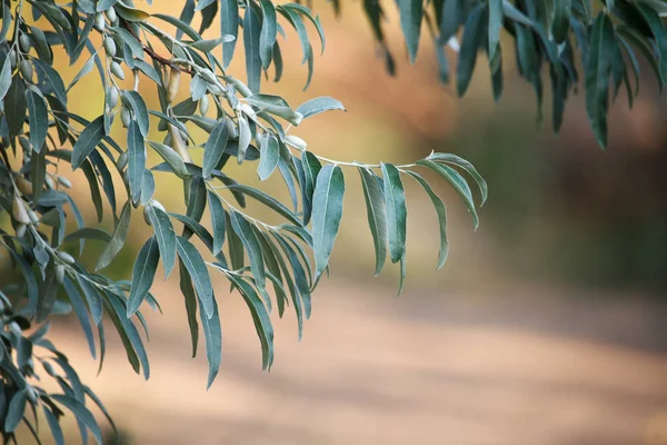 Крупный план ветви незрелых оливок на размытом фоне оливковой рощи — стоковое фото