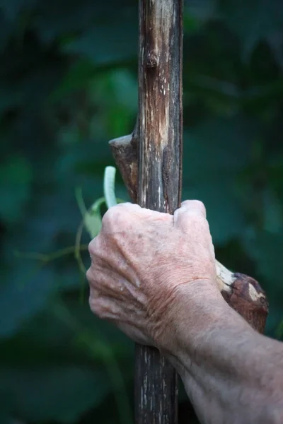 一个非常老男人或女人的手的特写是拿着一个老的咆哮的棍子,而不是一根甘蔗 — 图库照片