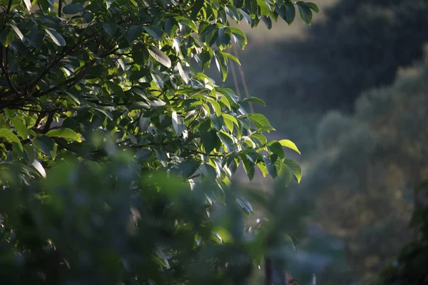 Ветка дерева с сияющими зелеными листьями на размытом фоне леса или сада, выборочное фокусирование — стоковое фото