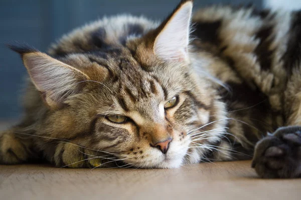 Close-up de um grande gatinho de meio ano sonolento Maine Coon deitado em uma mesa no interior minimalista da cozinha, foco seletivo — Fotografia de Stock