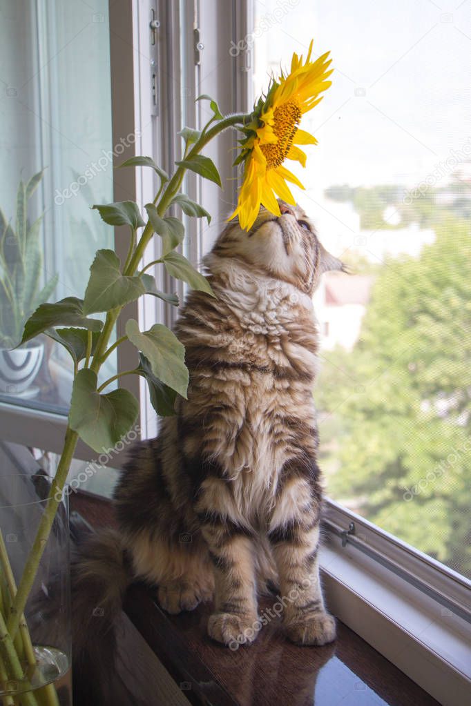 Close-up fluffy kitten Maine Coon sitting on the windowsill next to a vase of sunflowers on the kitchen table