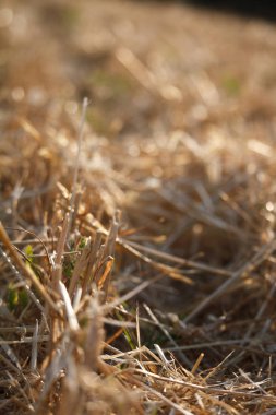 Bir buğday tarlası bulanık sakız bir arka plana karşı tek buğday kulakları yakın çekim