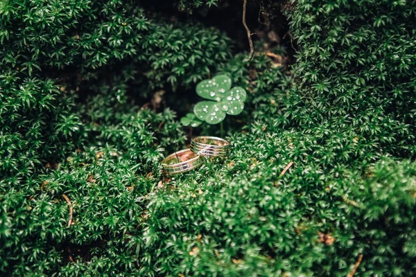 Крупный план двух красивых золотых колец лежат на зеленом мху, избирательный фокус — стоковое фото