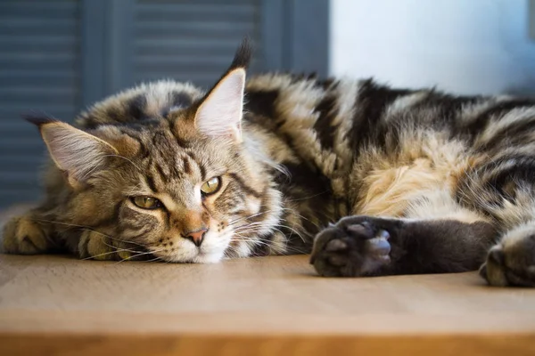 Mutfak minimalist iç bir masada yatan büyük uykulu yarım yaşındaki Maine Coon yavru yakın çekim, seçici odak — Stok fotoğraf