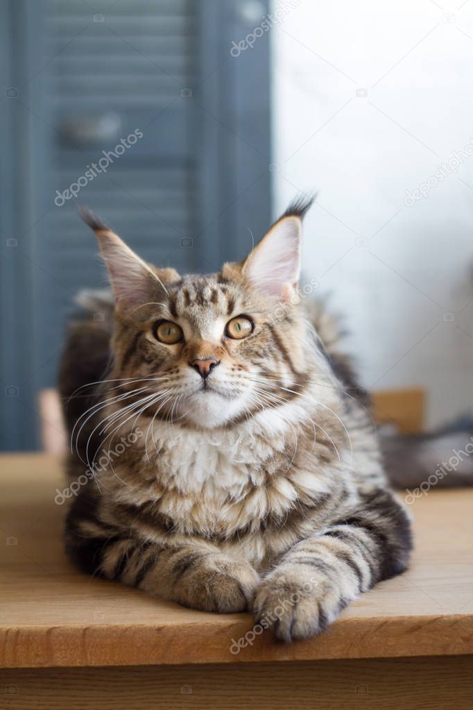 Close-up of a big sleepy half-year-old Maine Coon kitten lying on a table in the minimalist interior of the kitchen, selective focus