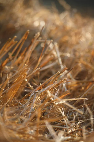 Close-up van enkele tarwe oren tegen een achtergrond van onscherpe stoppels van een tarwe veld — Stockfoto