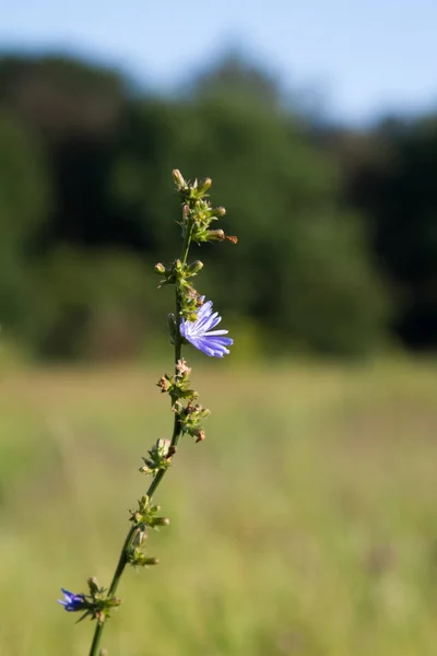 Close-up van blauwe witlof wilde bloemen op een onscherpe achtergrond van een zomer weide, selectieve focus — Stockfoto