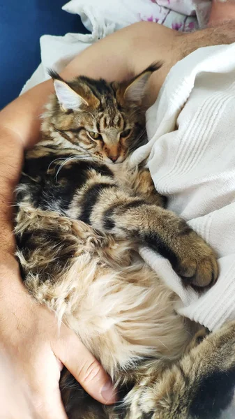 Primo piano adulto brutale uomo barbuto dormire la mattina con Maine Coon gattino, concetto di comfort domestico, attenzione selettiva — Foto Stock