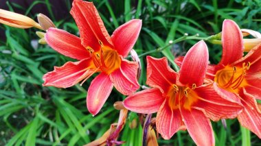 Yakın çekim çiçek Liyakat Daylily, Bahçede Hemerocallis Yenilebilir çiçek, seçici odak