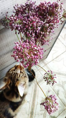 Maine coon kedi gri ahşap duvar arka plan, seçici odak üzerinde bir vazo pembe kurutulmuş çiçekler koklar