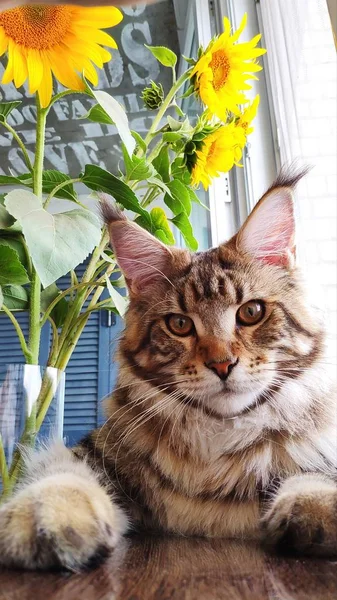 Primo piano soffice gattino Maine Coon seduto sul davanzale della finestra accanto a un vaso di girasoli sul tavolo della cucina — Foto Stock