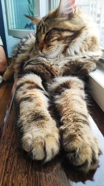 Ein Bild eines Maine-Coon-Kätzchens, das auf einem Fenstersims in der Nähe eines offenen Fensters sitzt, selektiver Fokus — Stockfoto