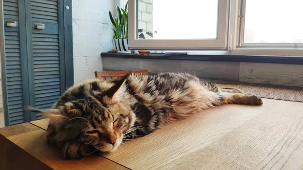 Фотографія Мейн Кун кошеня спати на дерев'яний стіл на тлі мінімалістична кухня, селективний фокус — стокове фото