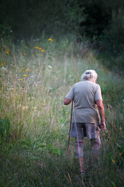 Rear view of an old woman with arthritic feet walking in a grassy meadow leaning on a stick as a cane, selective focus