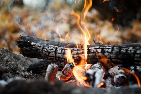 Ormanda yanan bir şenlik ateşinin yakın çekim, odun ve sonbahar ormanında yanan közler, seçici odak — Stok fotoğraf