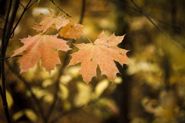 Primo piano delle foglie d'acero rosso-arancio su sfondo sfocato della foresta autunnale, attenzione selettiva — Foto Stock