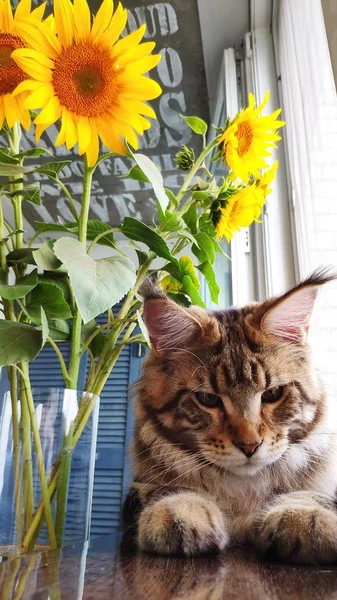 Close-up gatinho fofo Maine Coon sentado no peitoril da janela ao lado de um vaso de girassóis na mesa da cozinha — Fotografia de Stock