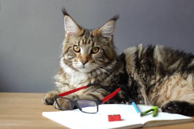 Maine Coon kedi portresi bir kalem, bileyici, pusulalar ve gözlük, seçici odak, copyspace görünüyor ile açık bir dizüstü yanında ahşap bir masa üzerinde yatıyor