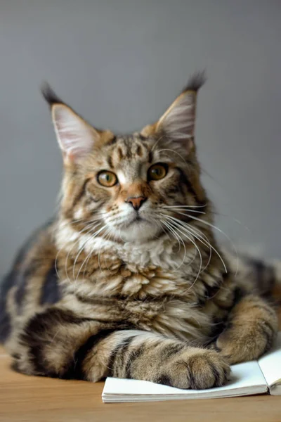 Close-up portrait of Maine Coon cat sitting on a wooden table and reading a book, selective focus, copyspace — Stock Photo, Image
