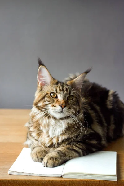 Close-up portrait of Maine Coon cat sitting on a wooden table and reading a book, selective focus, copyspace — Stock Photo, Image