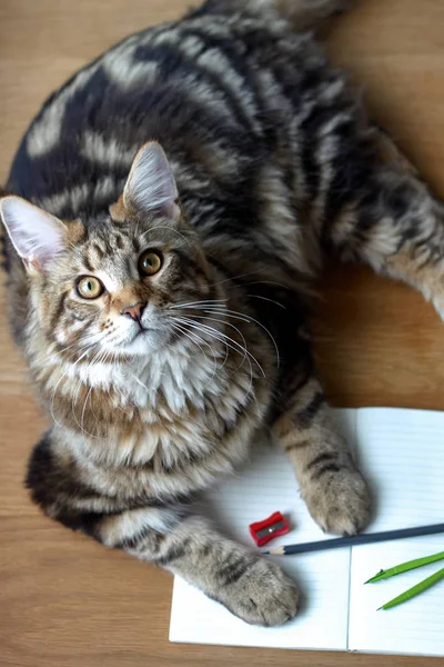 Maine Coon kedi üst görünüm portre açık bir defter ve kalem, bileyici, pusula çifti, seçici odak, kopyalama alanı üzerinde ahşap bir masa üzerinde yatıyor — Stok fotoğraf