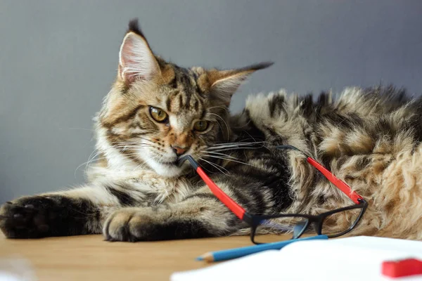 Portrait of Maine Coon cat lies on a wooden table near an open notebook with a pencil, sharpener, pair of compasses and holds glasses in his teeth, selective focus, copy space — Stock Photo, Image
