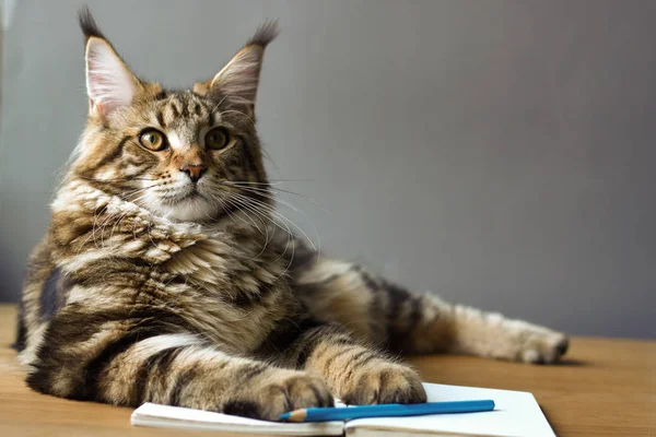 Close-up portrait of Maine Coon cat lies on a wooden table on an open notebook and blue pencil, selective focus, copyspace — Stock Photo, Image