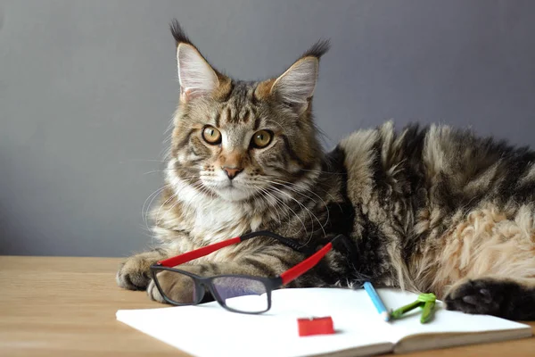 Portrait of Maine Coon cat lies on a wooden table near an open notebook with a pencil, sharpener, compasses and looks in glasses, selective focus, copyspace — Stock Photo, Image