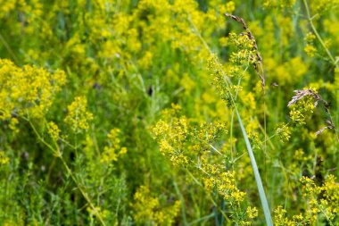 Çim çayırı bulanık bir arka plan üzerinde yeşil spikelets yakın çekim, seçici odak