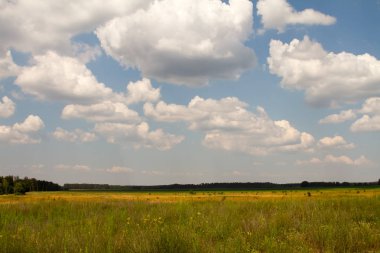 Mavi gökyüzüne karşı yeşil çiçek çimenli çayır, seçici odak