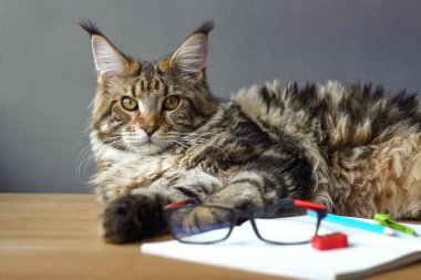 Maine Coon kedi portresi bir kalem, bileyici, pusulalar ve gözlük, seçici odak, copyspace görünüyor ile açık bir dizüstü yanında ahşap bir masa üzerinde yatıyor