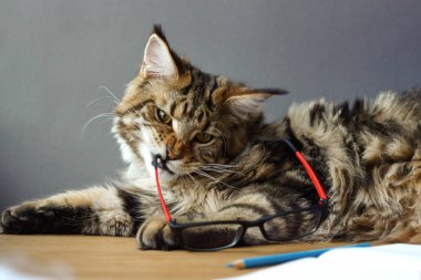 Maine Coon kedi portresi bir kalem, bileyici, pusula çifti ile açık bir defter yanında ahşap bir masa üzerinde yatıyor ve dişleri, seçici odak, kopyalama alanı gözlük tutar