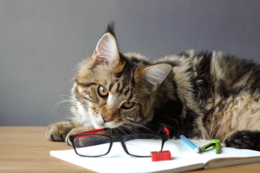 Maine Coon kedi portresi bir kalem, bileyici, pusulalar ve gözlük, seçici odak, copyspace görünüyor ile açık bir dizüstü yanında ahşap bir masa üzerinde yatıyor