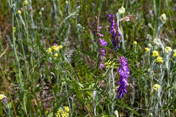 Close-up van paarse wilde bloemen op een onscherpe achtergrond van gras weide, selectieve focus — Stockfoto