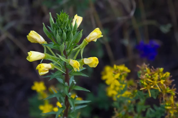 Close-up van gele bloeiende wilde bloemen op een onscherpe achtergrond van gras weide, selectieve focus — Stockfoto