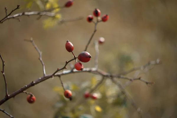 Bir sonbahar çayır ve orman bulanık bir arka plan üzerinde çıplak dalları üzerinde kırmızı kuşburnu meyveleri yakın çekim, seçici odak — Stok fotoğraf