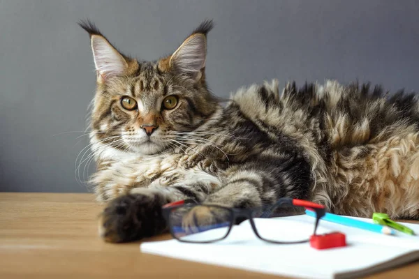 Portrait of Maine Coon cat lies on a wooden table near an open notebook with a pencil, sharpener, compasses and looks in glasses, selective focus, copyspace — Stock Photo, Image