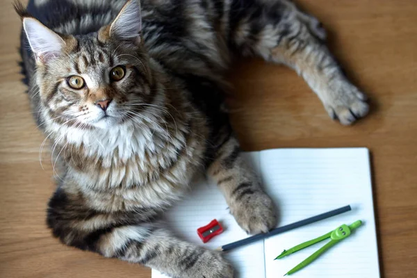 Το κοντινό πορτραίτο της γάτας του Μέιν Κουν βρίσκεται σε ένα ξύλινο τραπέζι σε ένα ανοιχτό σημειωματάριο και ένα μπλε μολύβι, επιλεκτική εστίαση, χώρο αντιγραφής — Φωτογραφία Αρχείου