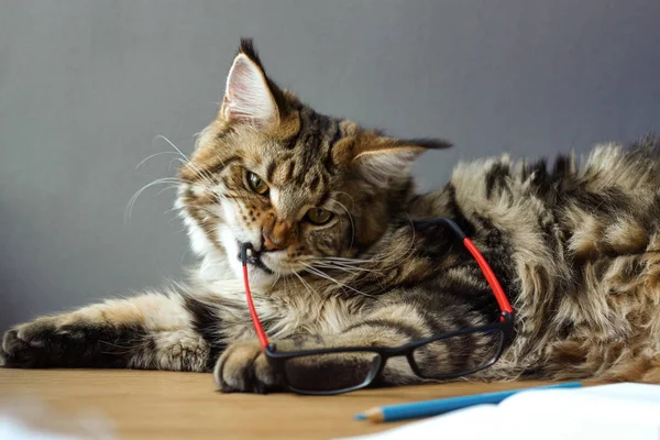 Portrait of Maine Coon cat lies on a wooden table near an open notebook with a pencil, sharpener, pair of compasses and holds glasses in his teeth, selective focus, copy space — Stock Photo, Image