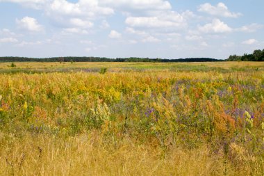 Mavi gökyüzüne karşı yeşil çiçek çimenli çayır, seçici odak