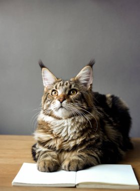 Maine Coon kedi yakın-up portre ahşap bir masada oturan ve bir kitap okuma, seçici odak, copyspace